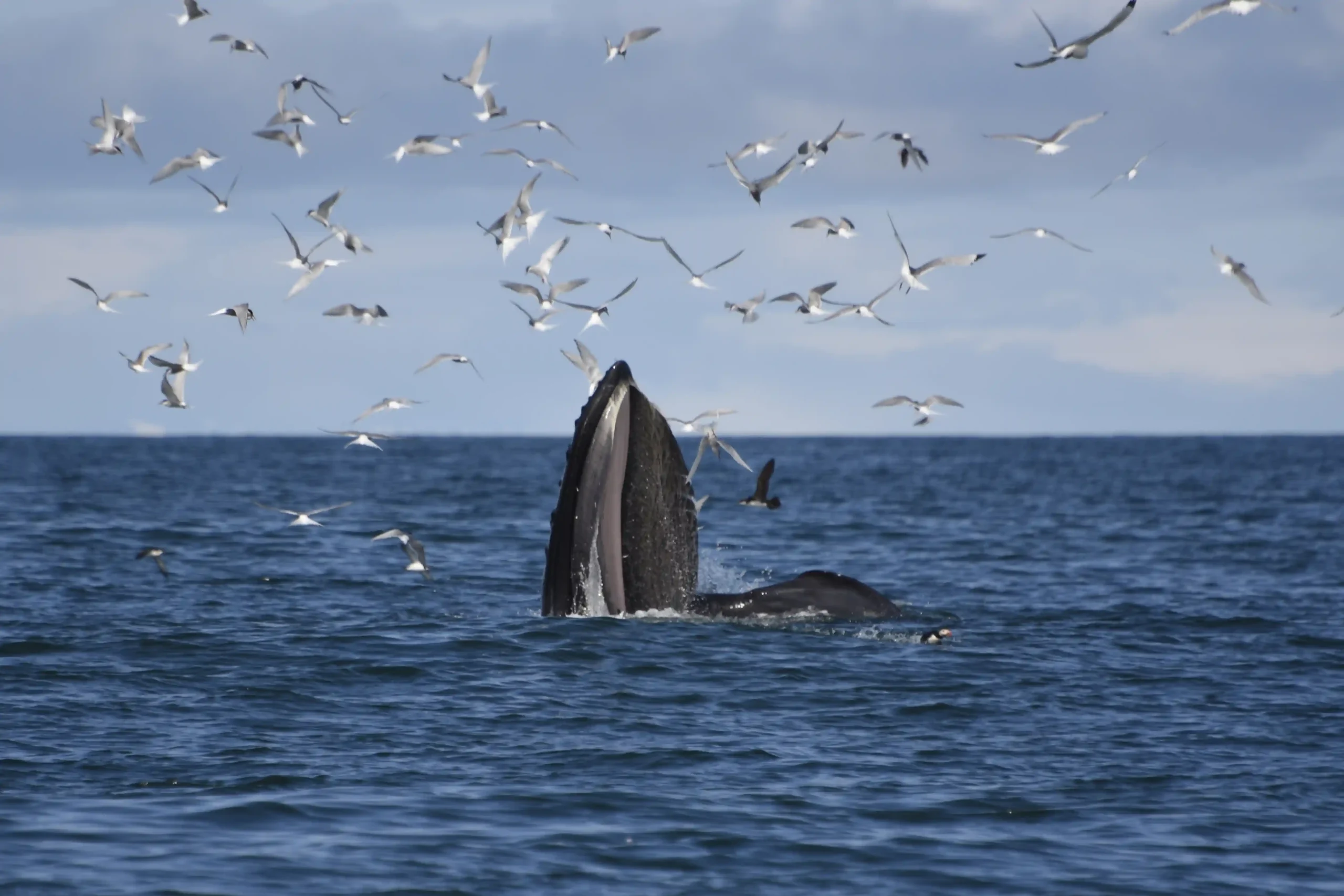 Whales of the Atlantic, Whale watching from Reykjavík Iceland with Happy Horses