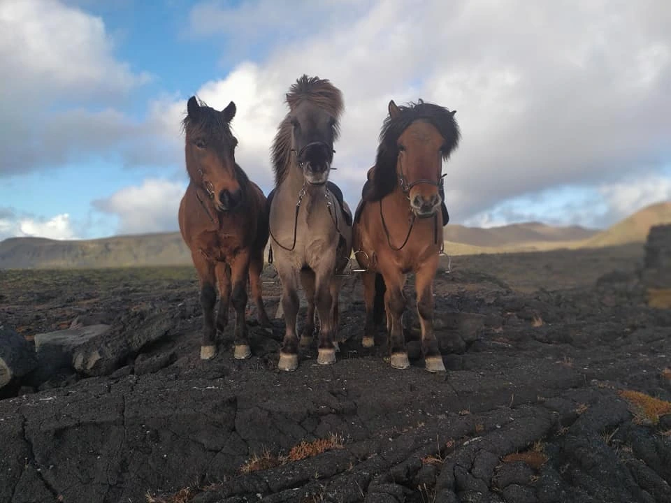 Three geldings, our leisure and working horses.
